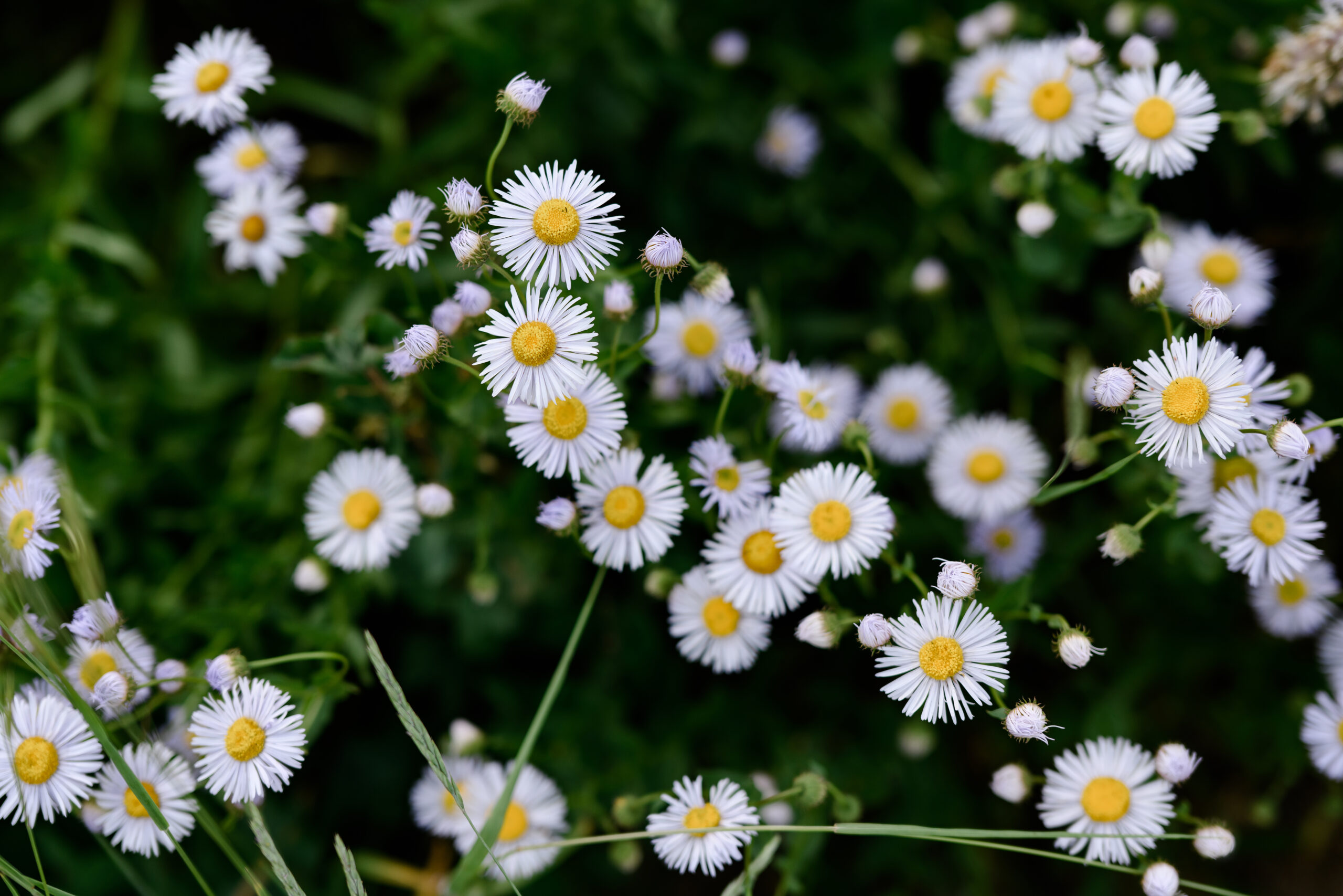 White flowers against a very green blurry background.