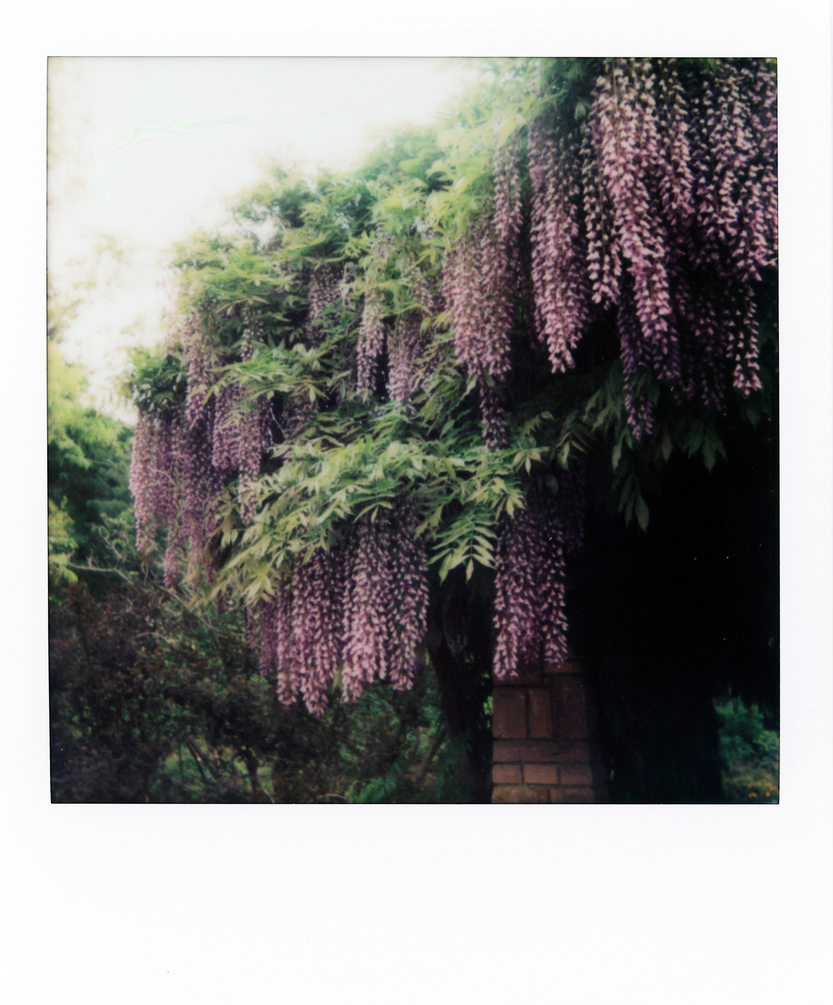 Wisteria in full bloom in a retro style.