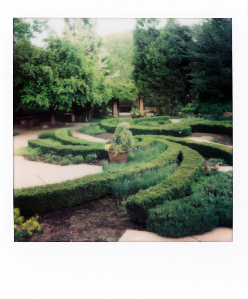 A garden filled with large spiraling hedged, captured on Polaroid.